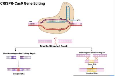 The use of plant-derived exosome-like nanoparticles as a delivery system of CRISPR/Cas9-based therapeutics for editing long non-coding RNAs in cancer colon cells